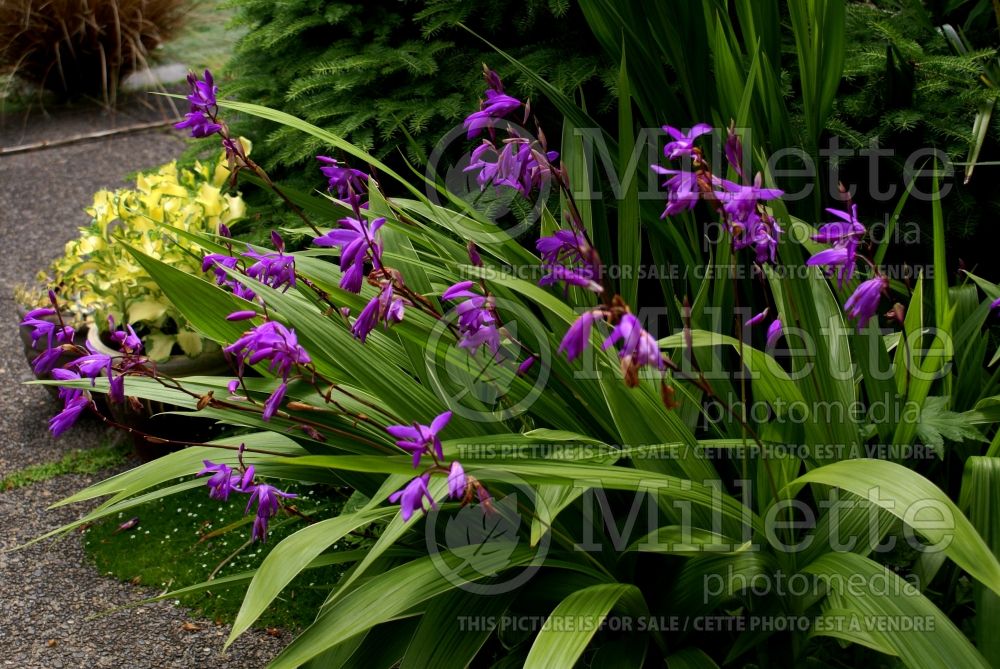 Bletilla striata aka Bletia hyacinthina (Chinese Ground Orchid) 6