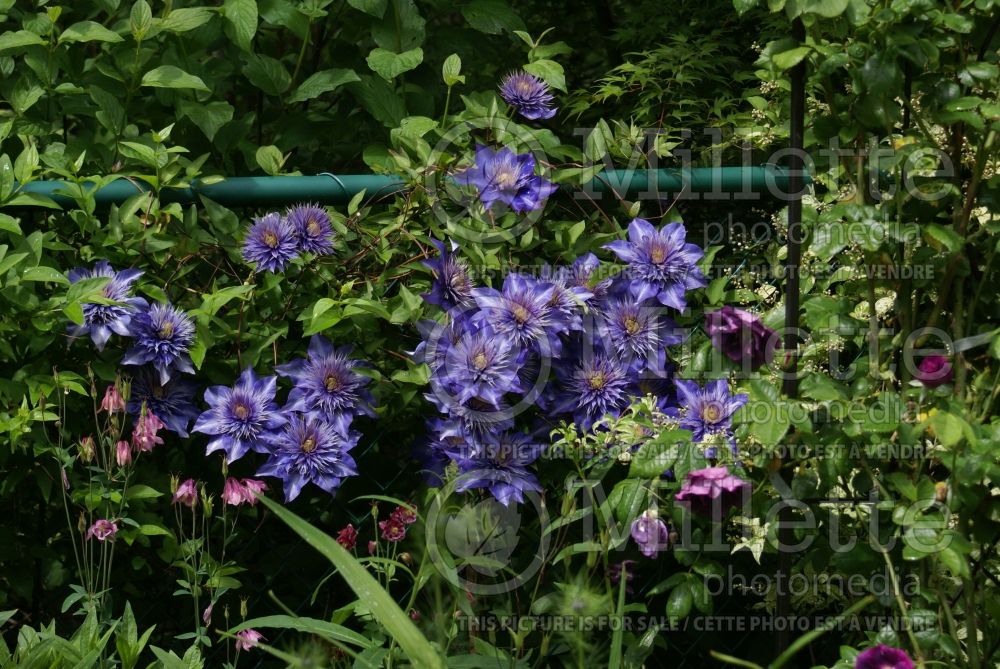 Blue Clematis in front of a fence (Ambiance) 13 