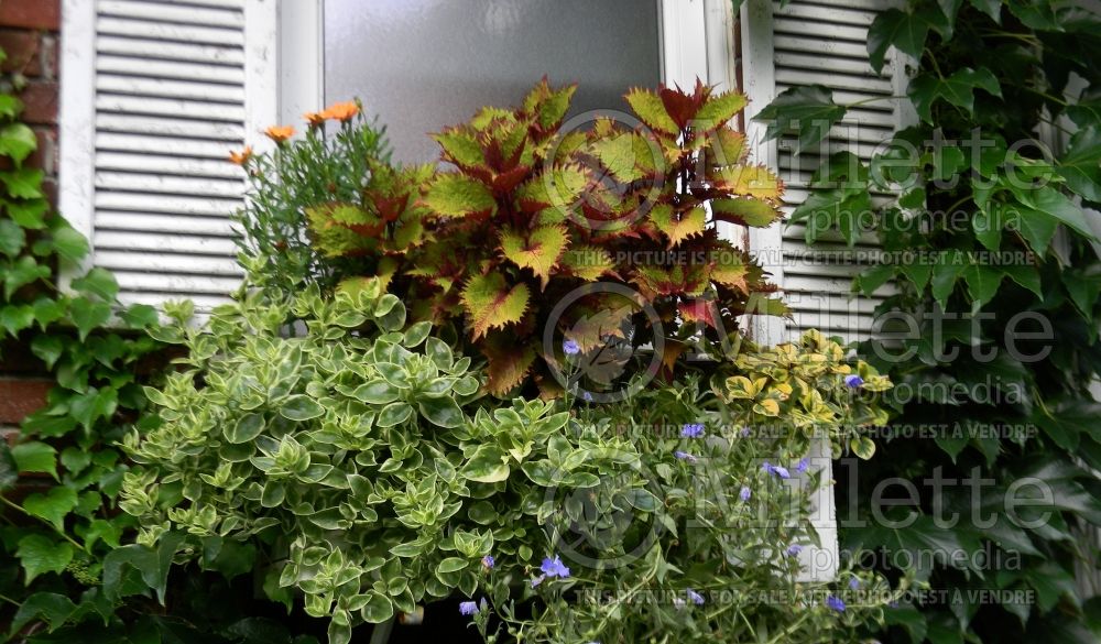 Window box with various foliage (Ambiance) 87 