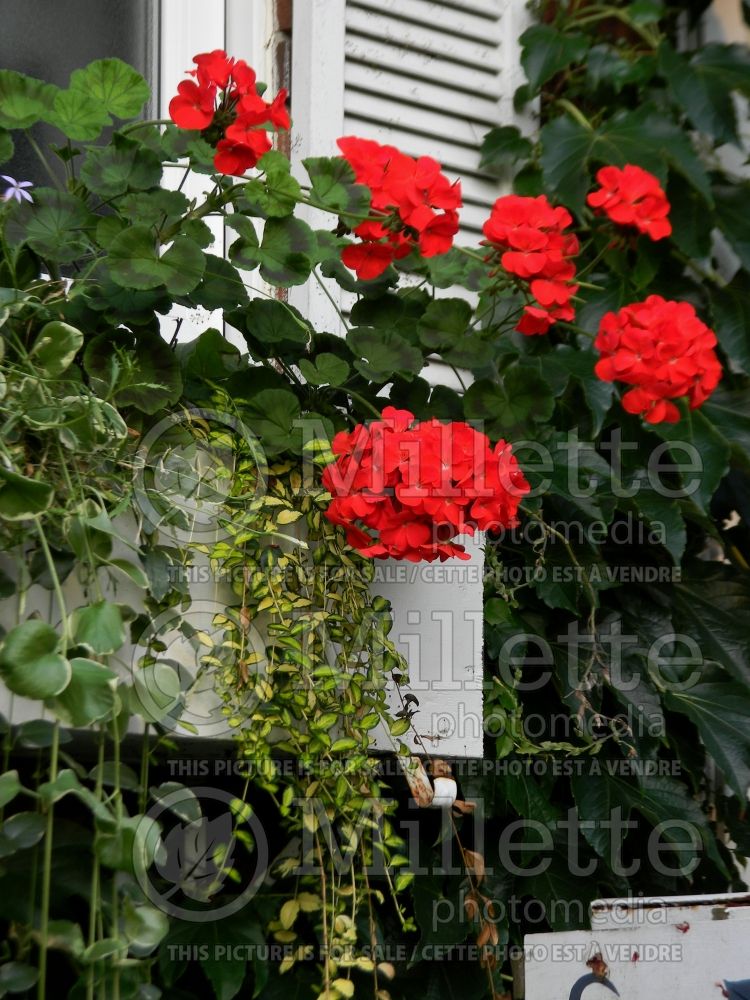 Window box with red flowers (Ambiance) 86 