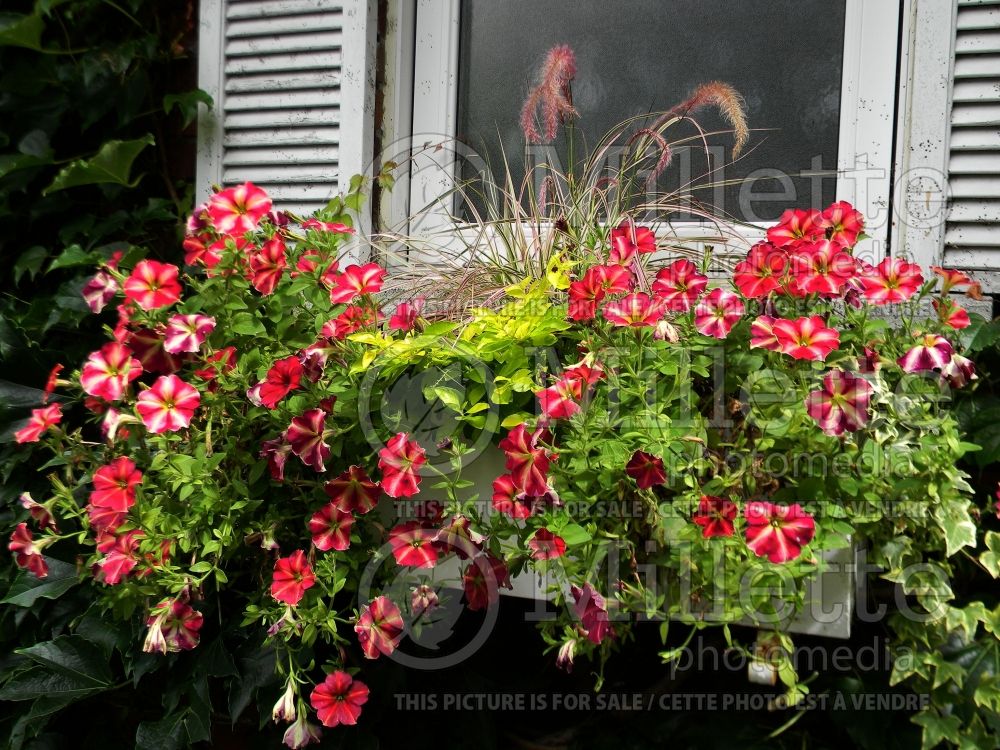 Window box with Petunia Cha-Ching Cherry  (Ambiance) 83 