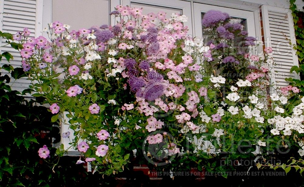 Window box with pink, white and purple flowers (Ambiance) 85 