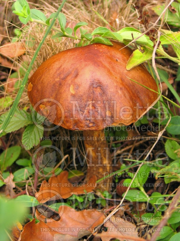 Boletus badius or Xerocumus badius (Bay bolete) (Edible mushroom) 8 