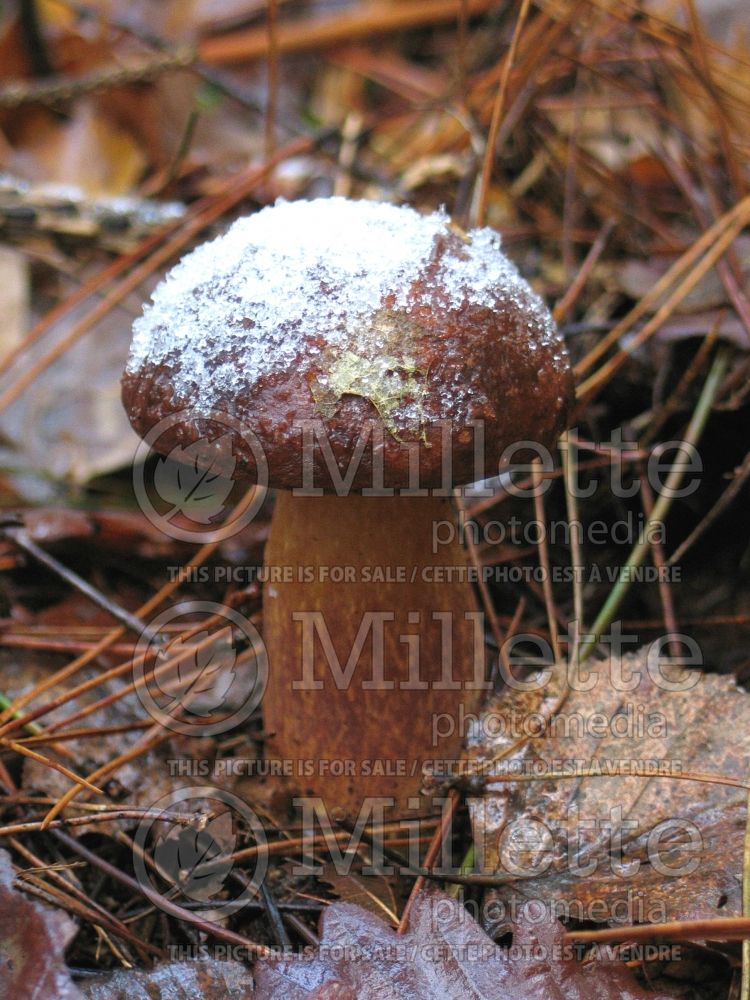 Boletus badius or Xerocumus badius (Bay bolete) (Edible mushroom) 6 