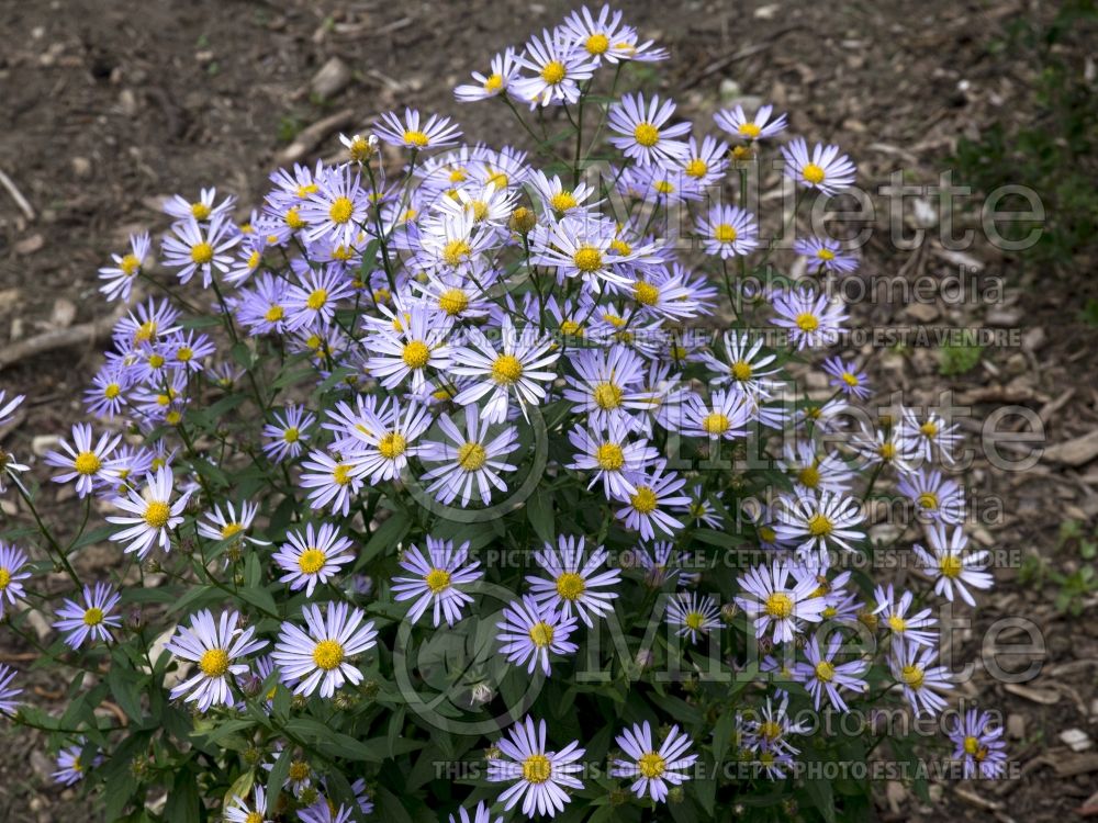 Boltonia Jim Crockett (False aster) 1 