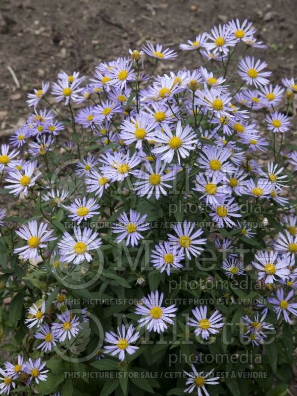 Boltonia Jim Crockett (False aster) 3 