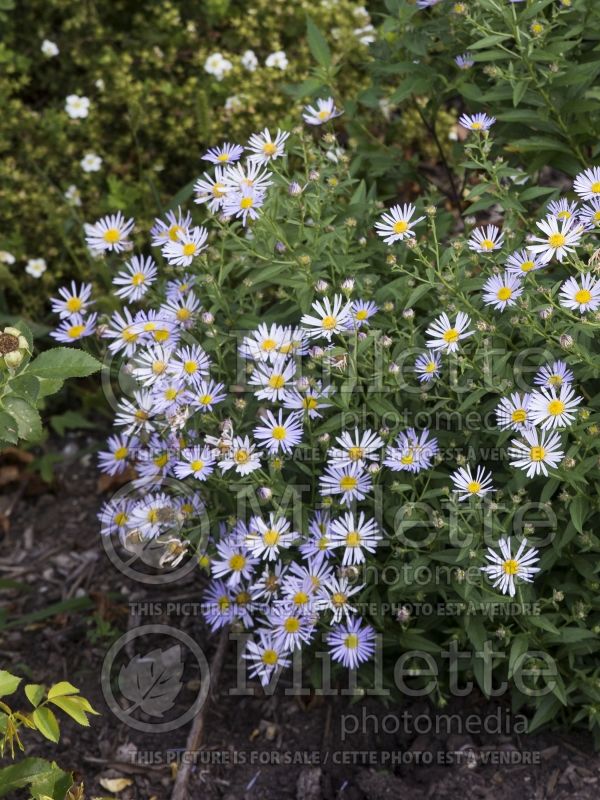 Boltonia Jim Crockett (False aster) 4 