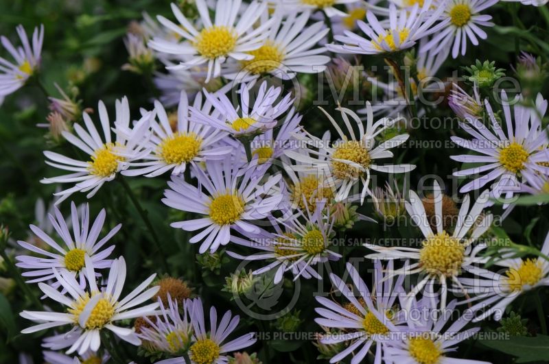 Boltonia Jim Crockett (False aster) 5 