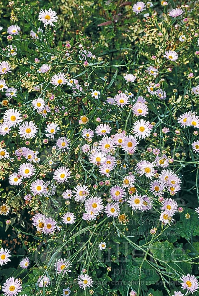 Boltonia Pink Beauty (False aster) 3 