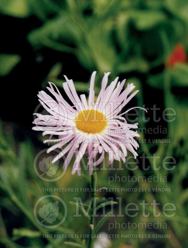 Boltonia Pink Beauty (False aster) 2 