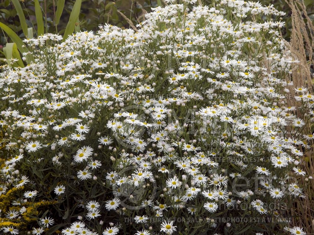 Boltonia Snowbank (False aster) 1 