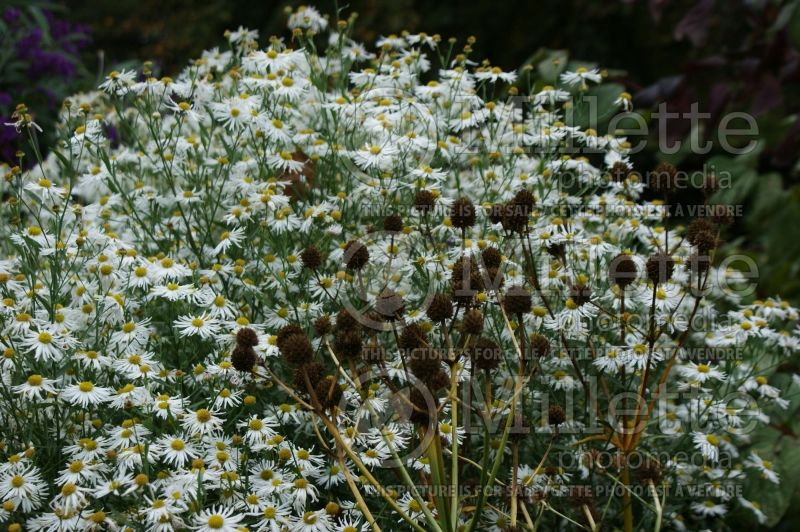 Boltonia Snowbank (False aster) 2 