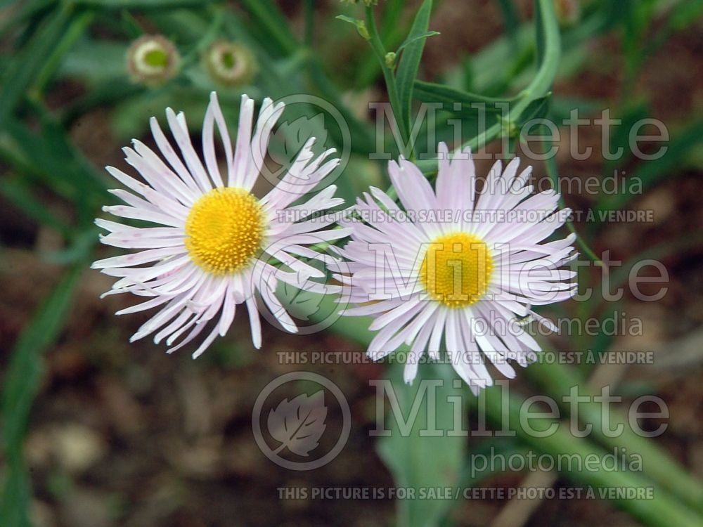 Boltonia Pink Beauty (False aster) 1 