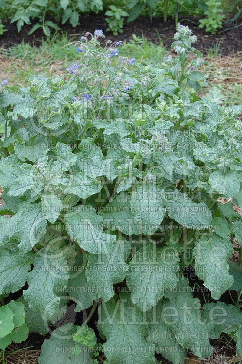 Borago officinalis (Borage) 1