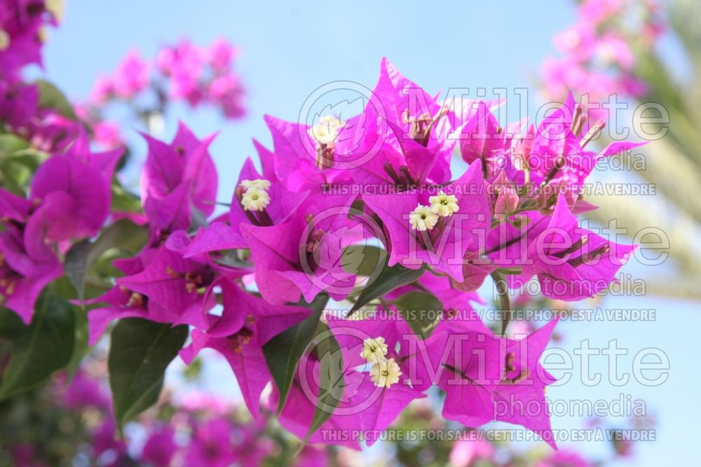 Bougainvillea (Bougainvillea) 1 