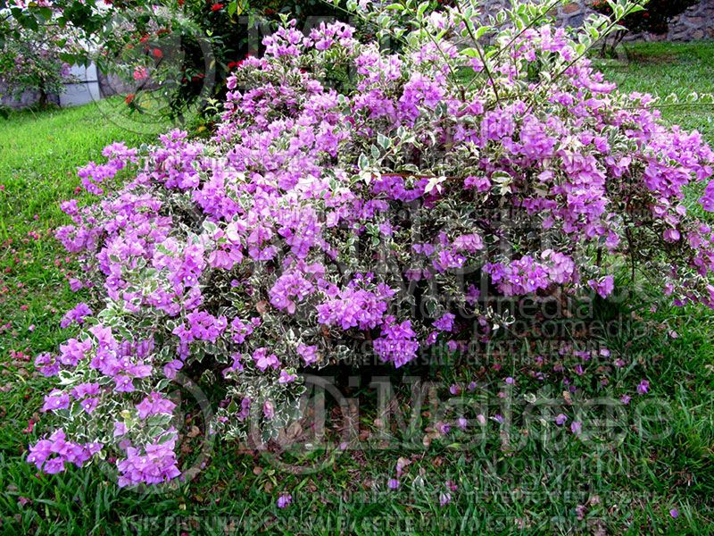 Bougainvillea Blueberry Ice (Bougainvillea)  3