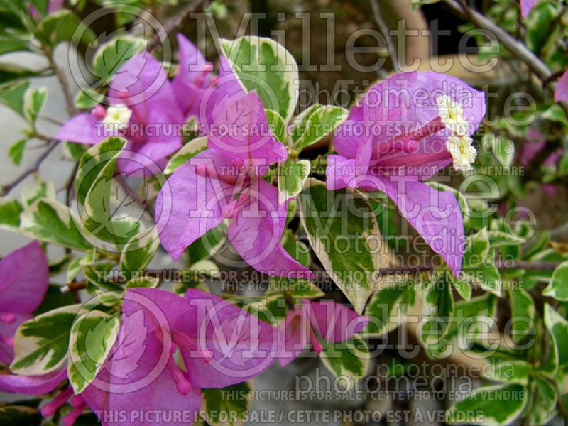 Bougainvillea Blueberry Ice (Bougainvillea)  1