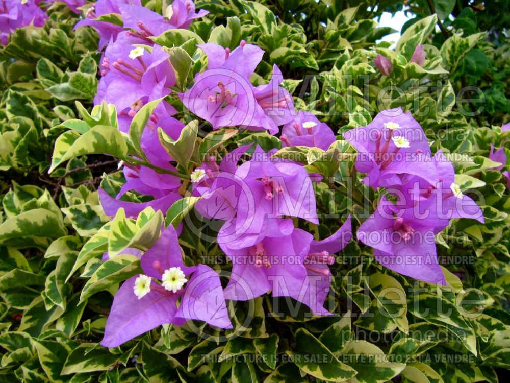 Bougainvillea Blueberry Ice (Bougainvillea)  2