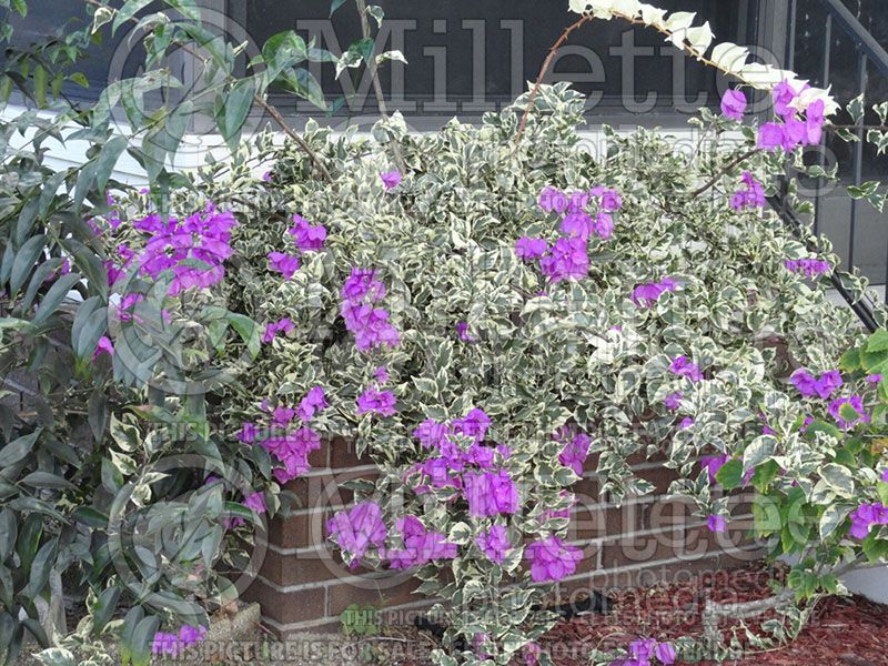 Bougainvillea Blueberry Ice (Bougainvillea)  8