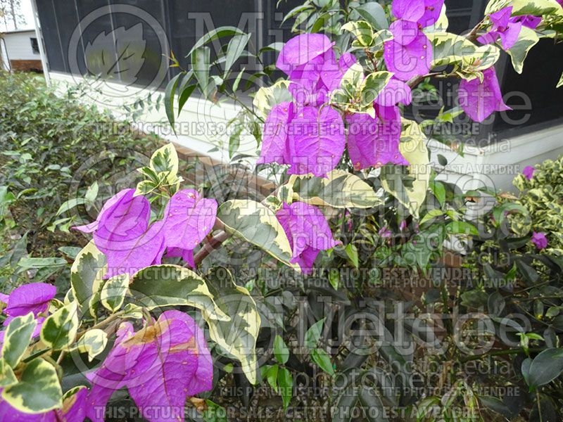 Bougainvillea Blueberry Ice (Bougainvillea)  9