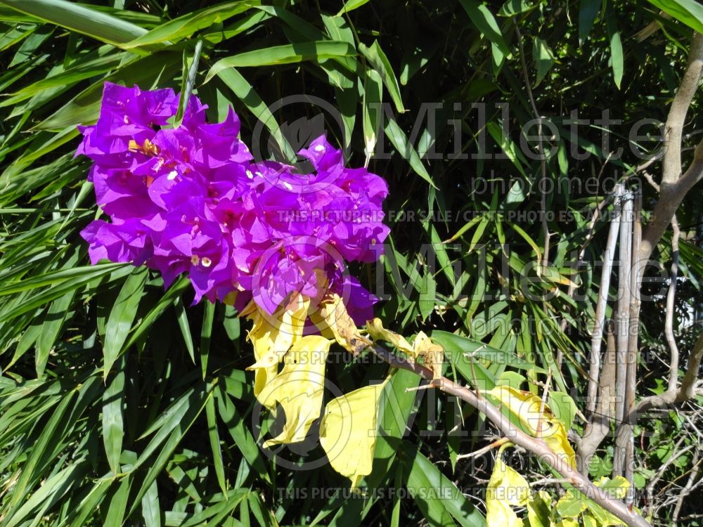 Bougainvillea Blueberry Ice (Bougainvillea)  4