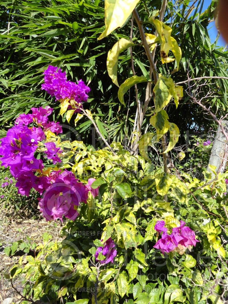 Bougainvillea Blueberry Ice (Bougainvillea)  5