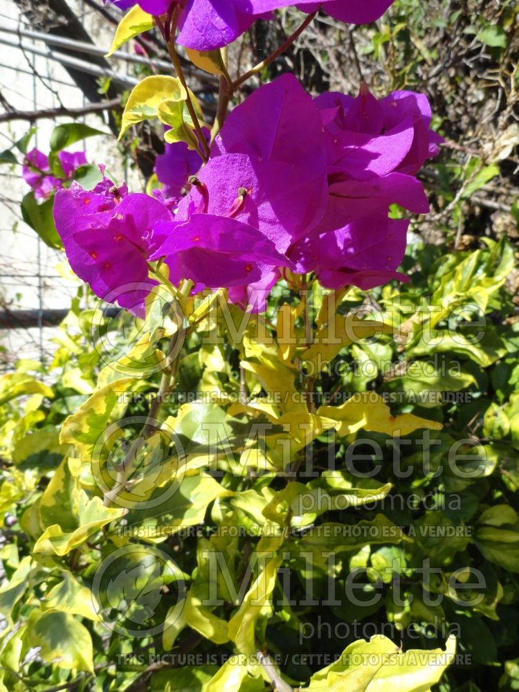 Bougainvillea Blueberry Ice (Bougainvillea)  7