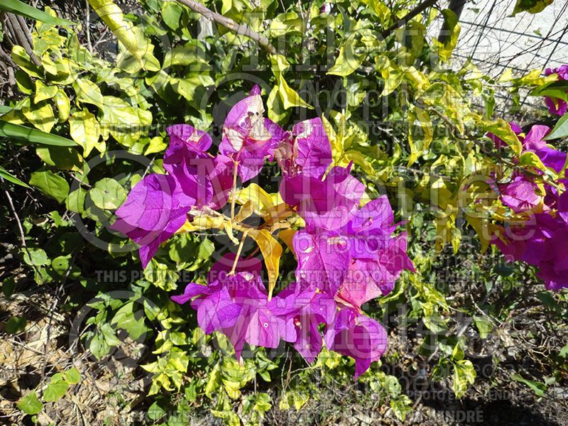 Bougainvillea Blueberry Ice (Bougainvillea)  6