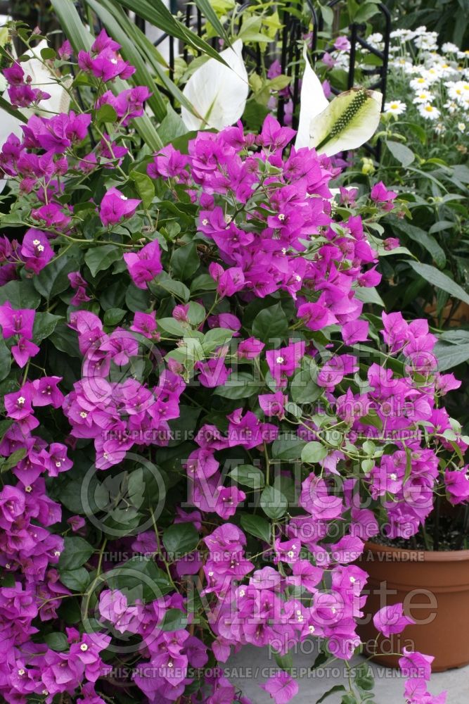 Bougainvillea (Bougainvillea) 3 