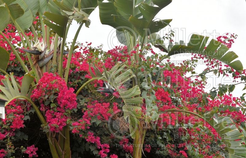 Bougainvillea Red Rooster (Bougainvillea) 1 