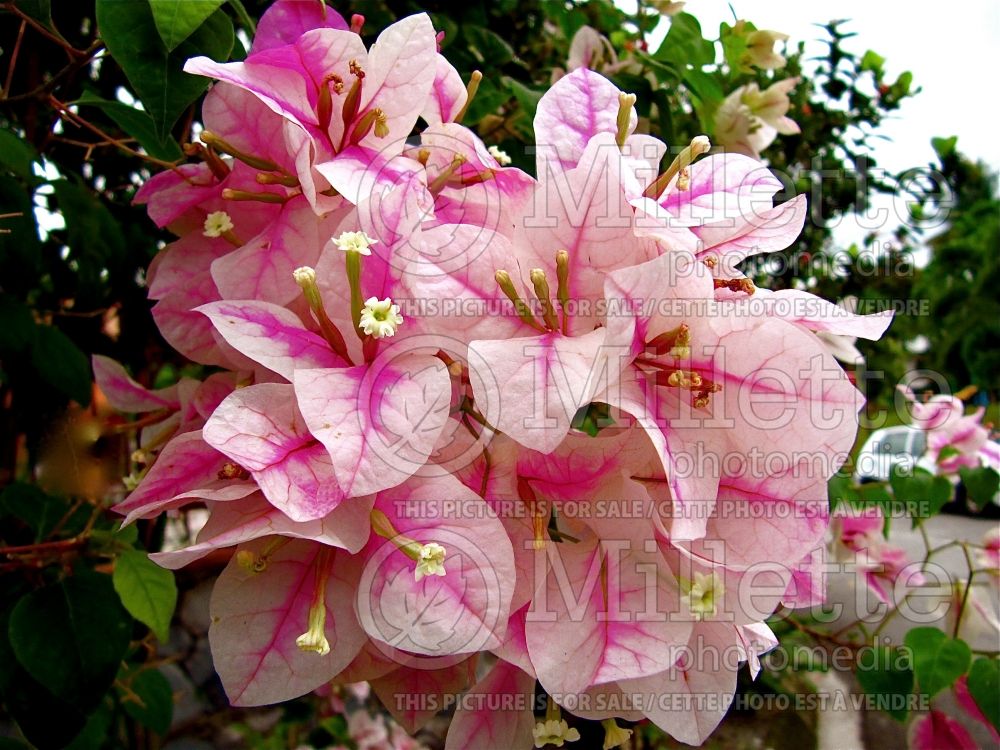 Bougainvillea Surprise (Bougainvillea)  2