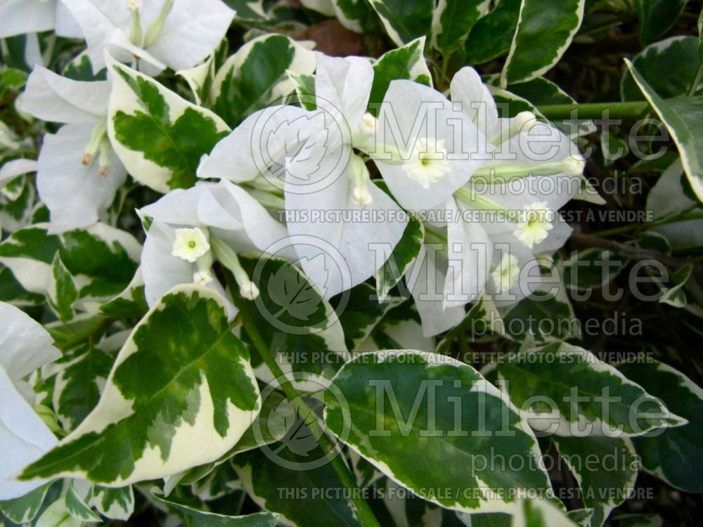 Bougainvillea White Stripes (Bougainvillea) 1 