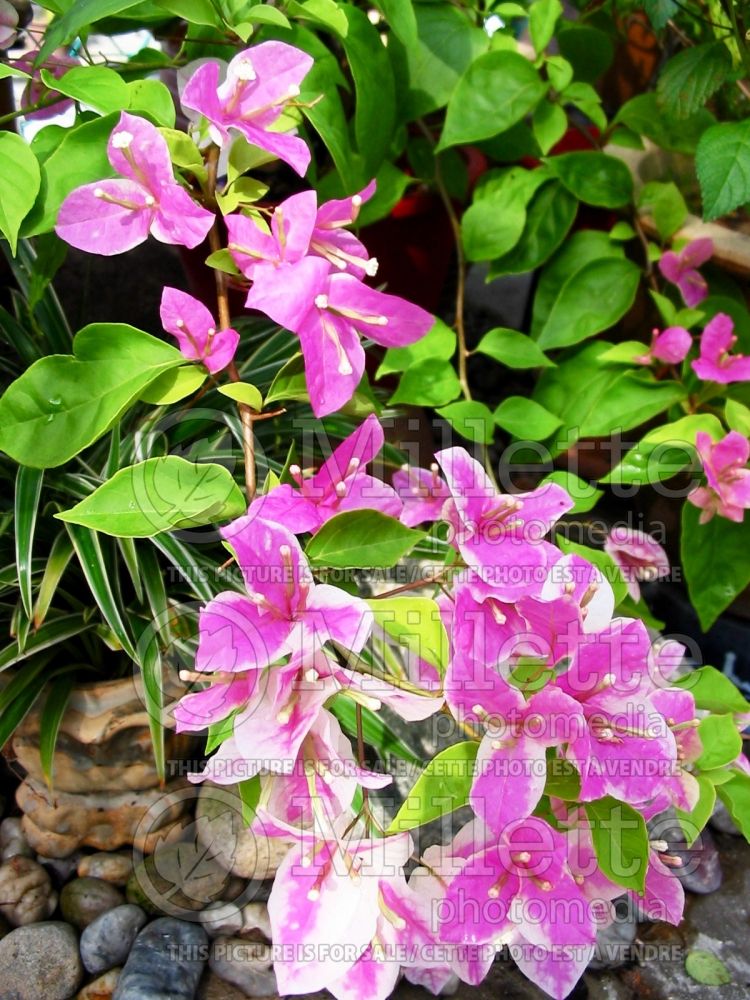 Bougainvillea Surprise (Bougainvillea)  1