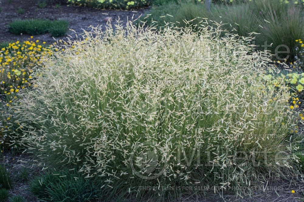 Bouteloua gracilis (Blue Grama Grass) 1 