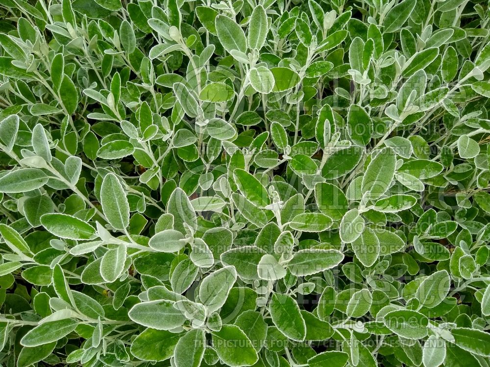 Brachyglottis aka Senecio greyi (daisy bush) 1