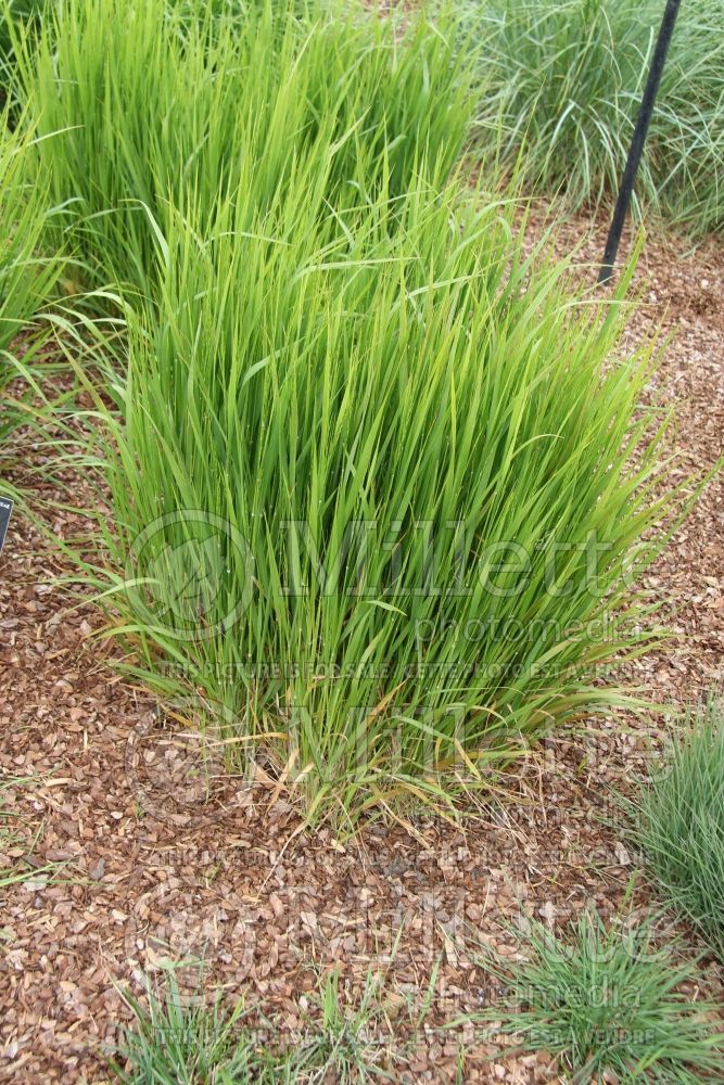 Brachypodium pinnatum (The heath false brome or tor-grass ornamental grass) 1 