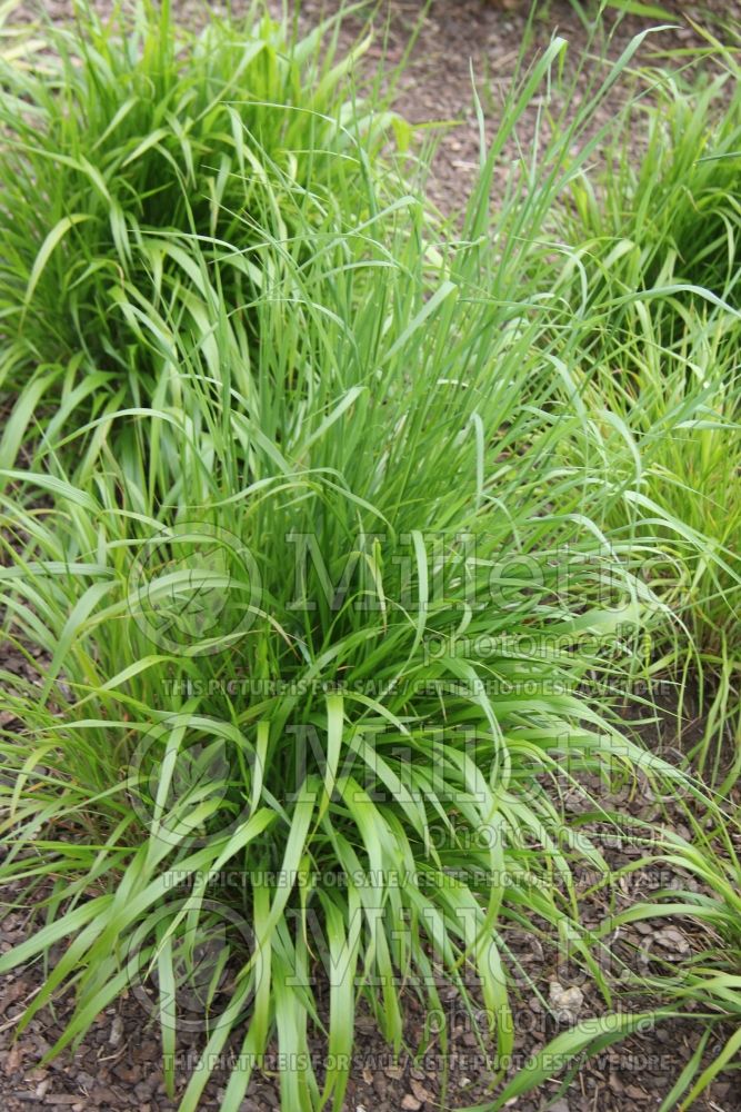 Brachypodium sylvaticum (Slender false brome ornamental grass) 1 