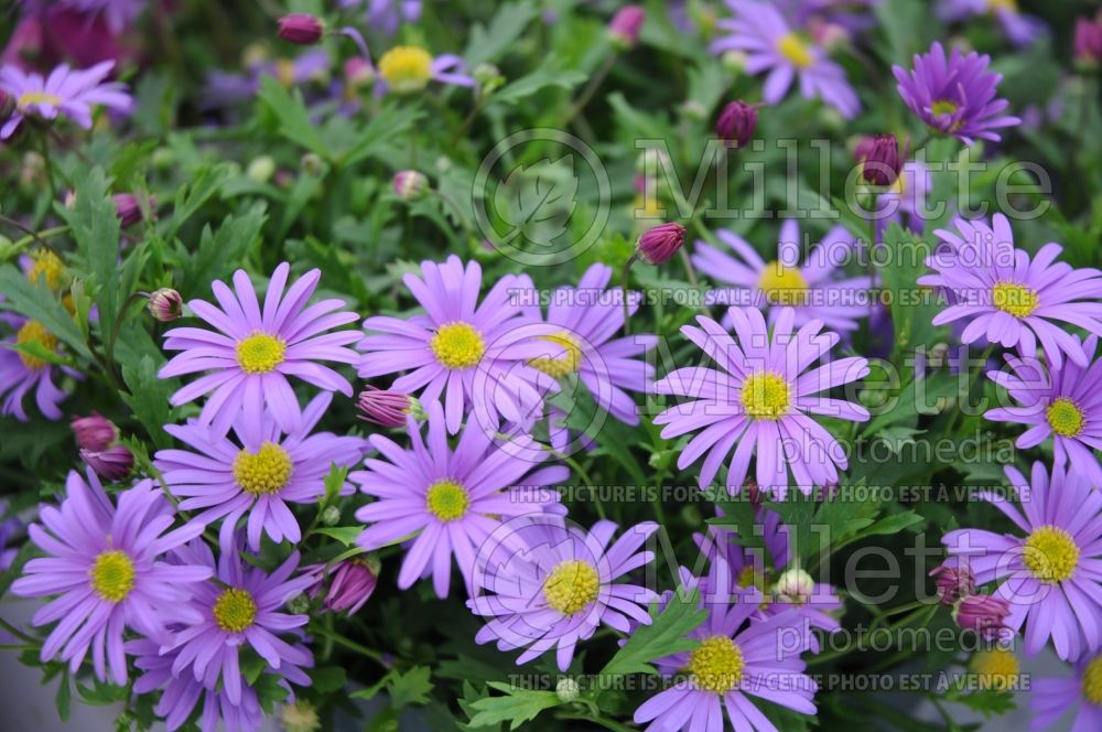 Brachyscome Brasco Violet (Grassland daisy) 1 