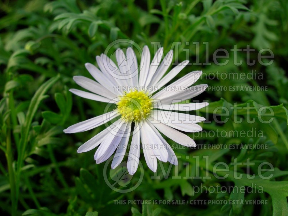 Brachyscome Blue Mist (Grassland daisy)  