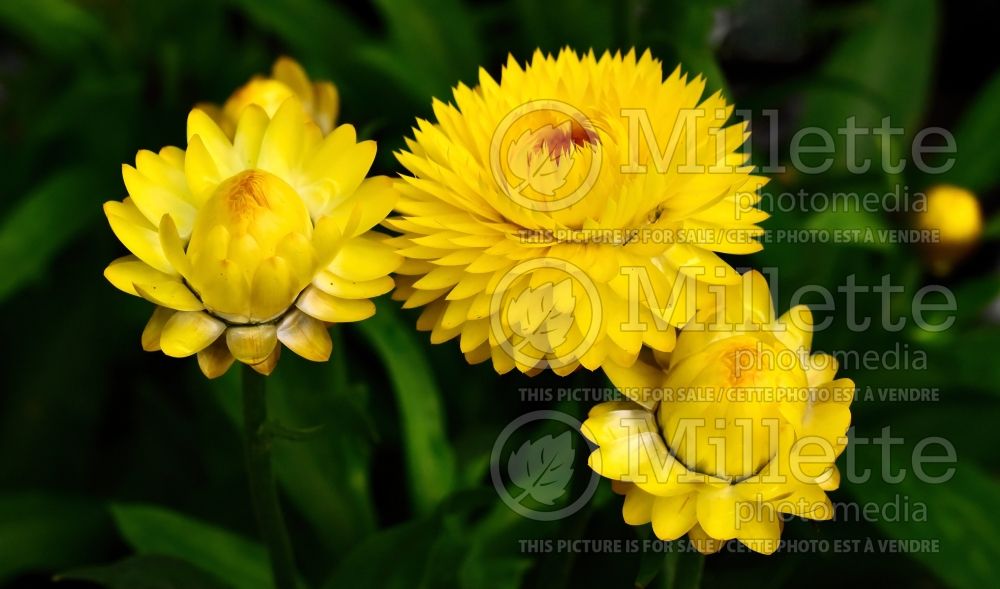 Bracteantha Golden Yellow aka Sundaze (Strawflower) 1