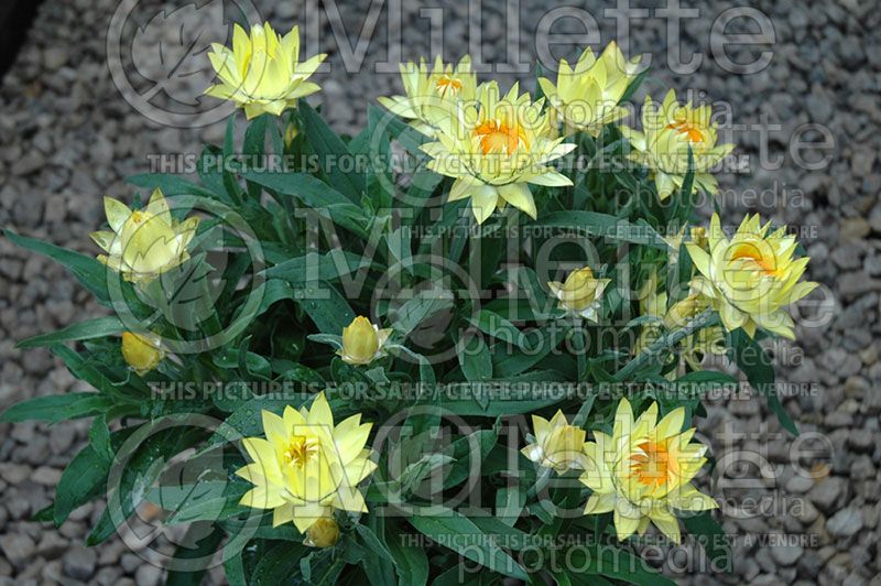 Bracteantha Brilliance Lemon (Strawflower)  1