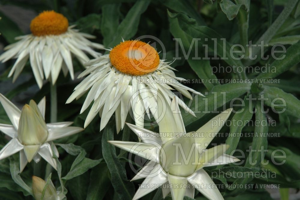 Bracteantha Brilliance White (Strawflower)  2