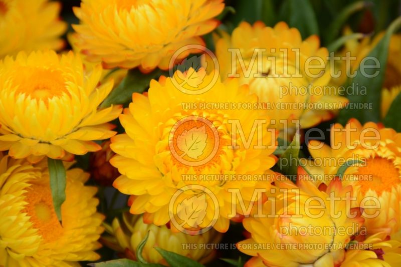 Bracteantha Cottage Yellow (Strawflower) 1