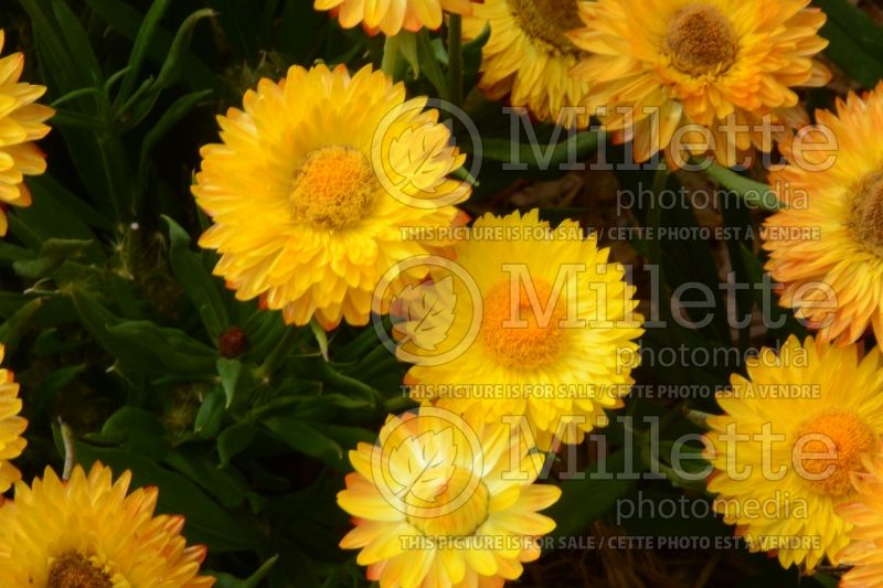 Bracteantha Cottage Yellow (Strawflower) 2