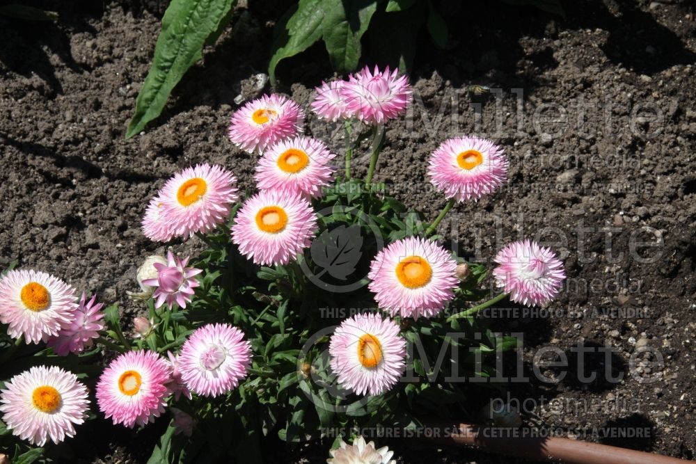 Bracteantha Dreamtime Jumbo Light Pink (Strawflower) 1