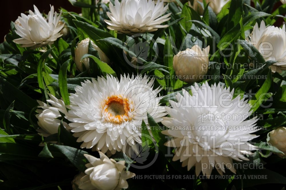 Bracteantha Dreamtime Jumbo Pure White (Strawflower) 1