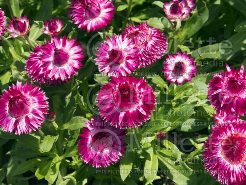 Bracteantha Mohave Dark Rose (Strawflower) 1