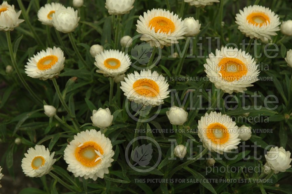 Bracteantha Outback Wallaby White (Strawflower, paper daisy) 1