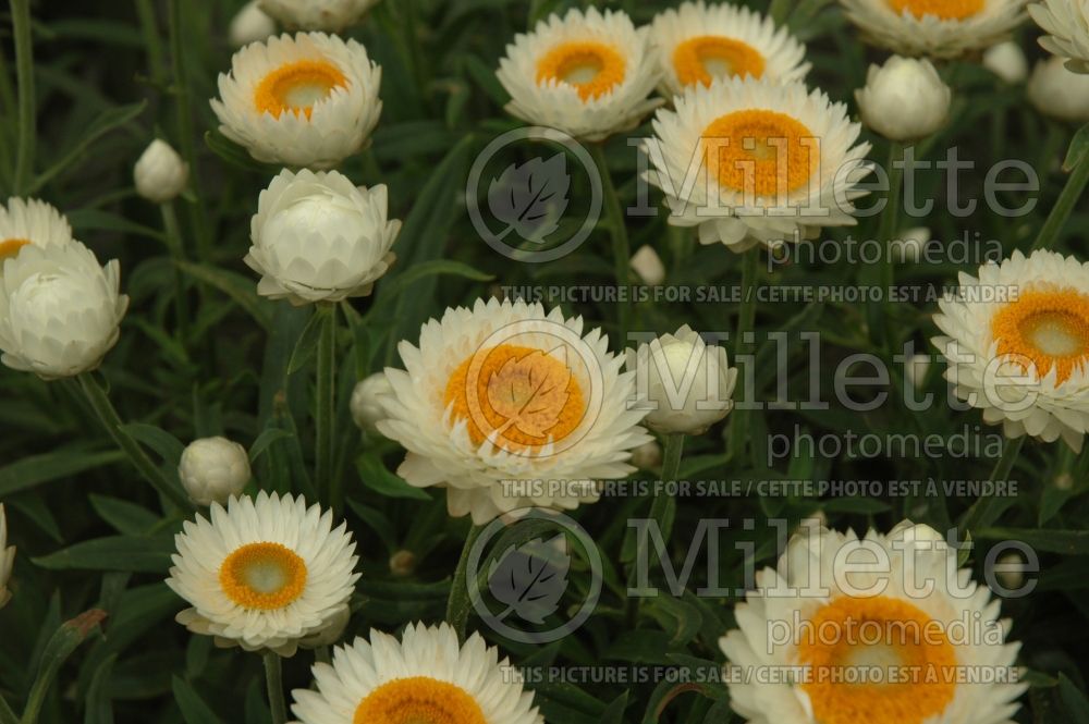 Bracteantha Outback Wallaby White (Strawflower, paper daisy) 2