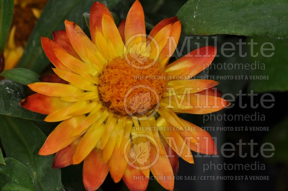 Bracteantha Sundaze Flame (Strawflower) 2